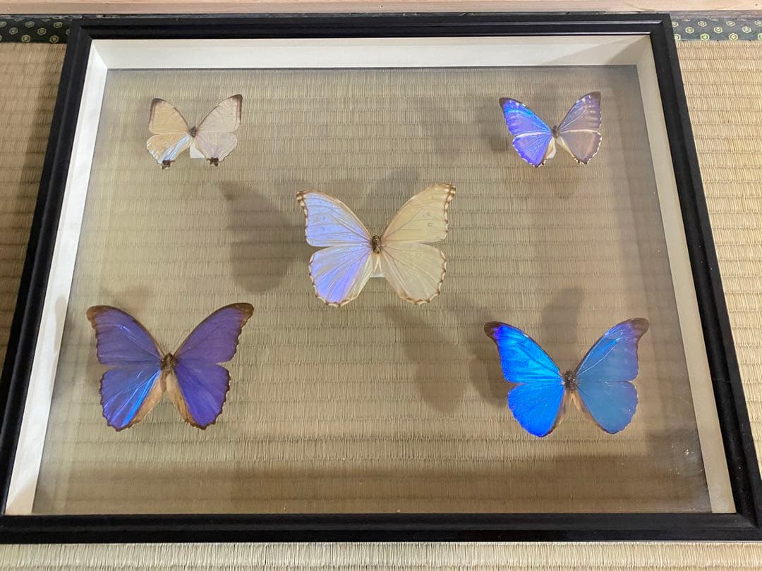 【美品】蝶の標本 青 紫 白 5匹セット