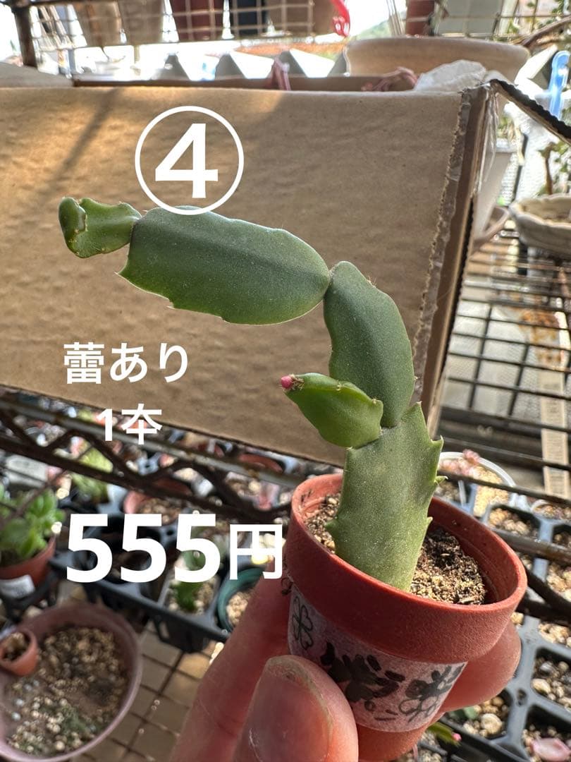 ゆう様♪バラ咲きデンマークカクタス