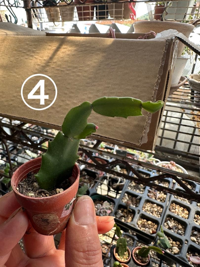 ゆう様♪バラ咲きデンマークカクタス