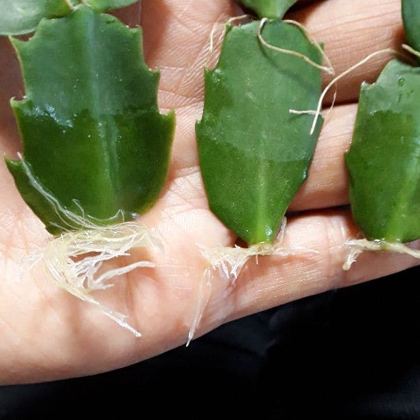 ゆう様♪バラ咲きデンマークカクタス