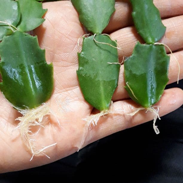 ゆう様♪バラ咲きデンマークカクタス