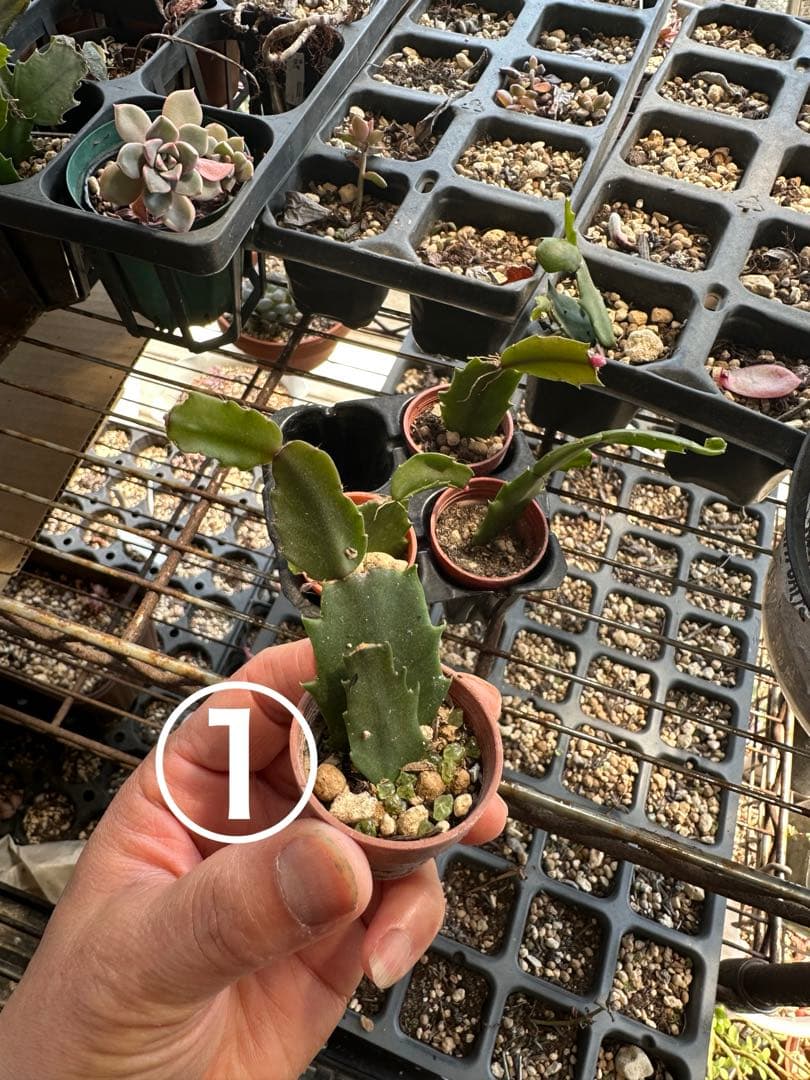 ゆう様♪バラ咲きデンマークカクタス