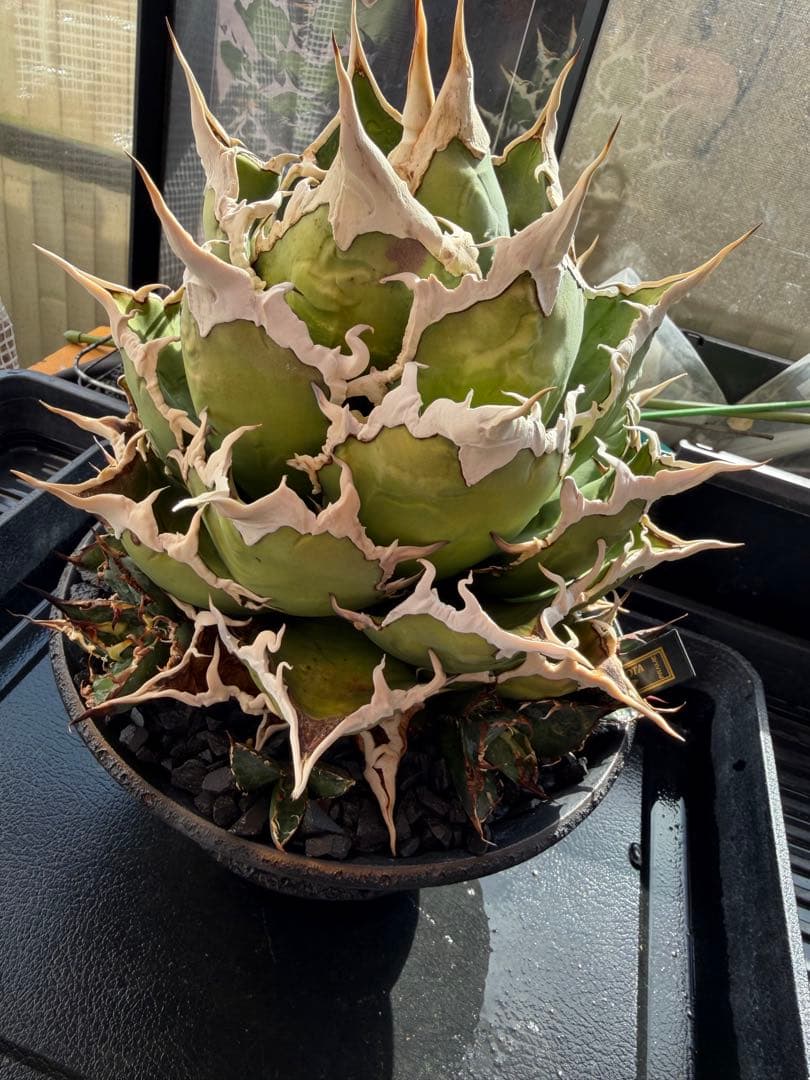 最終値下げ2/9までアガベ 凱撒 親株 カタチ製作所 オテロイ　ビースト　悪魔