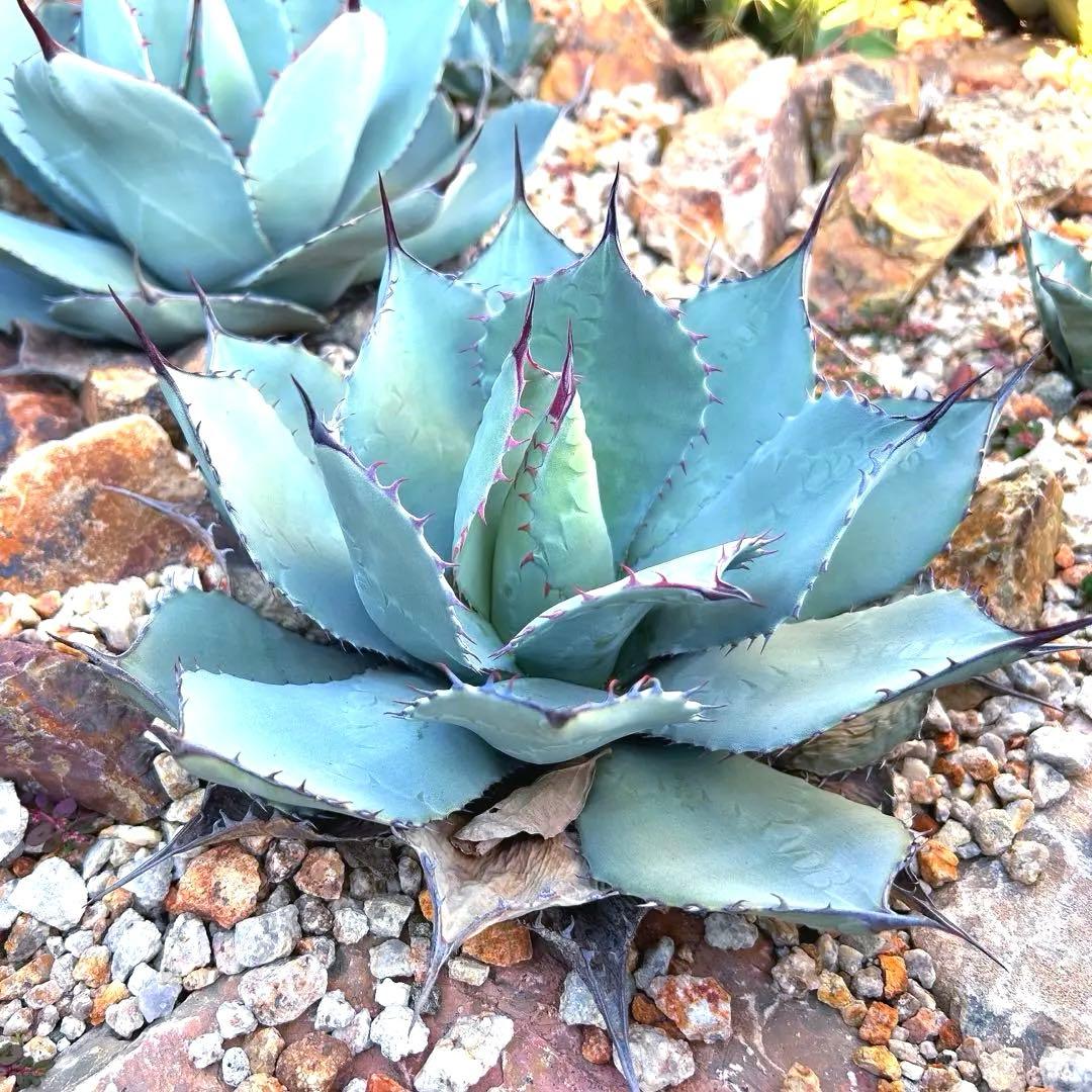 パリー　姫吉祥天　検索　陽炎　オリザバ　リップルエフェクト