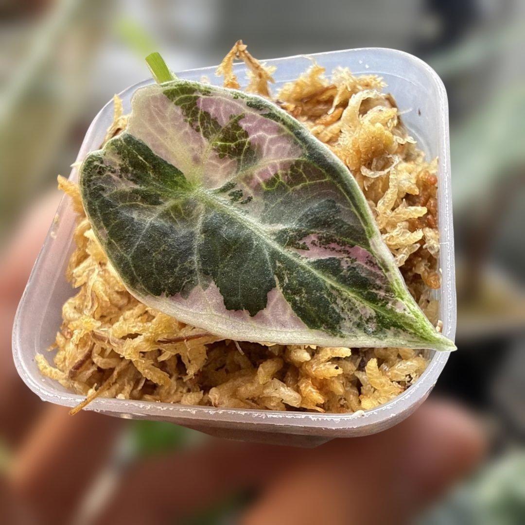 美株 アロカシア ワトソニアナピンク