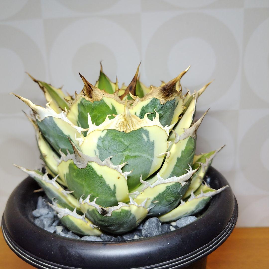 アガベチタノタ　スナグルトゥース　親株サイズ　現地球