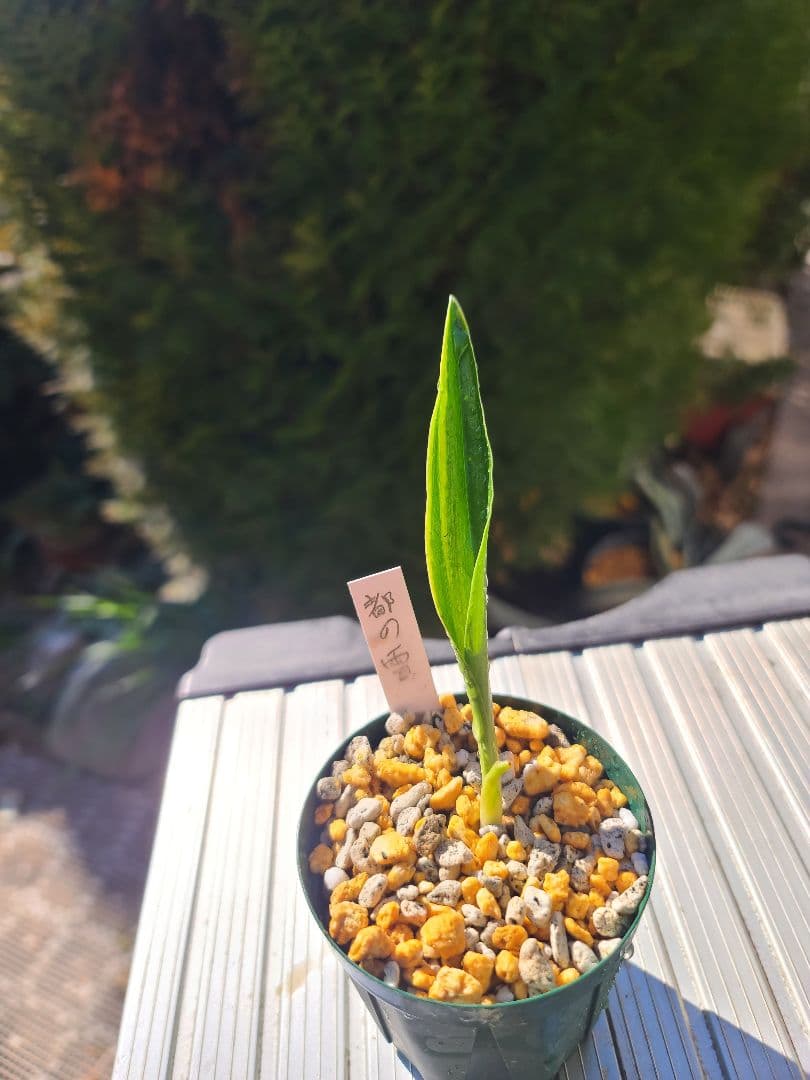 都の雪　万年青