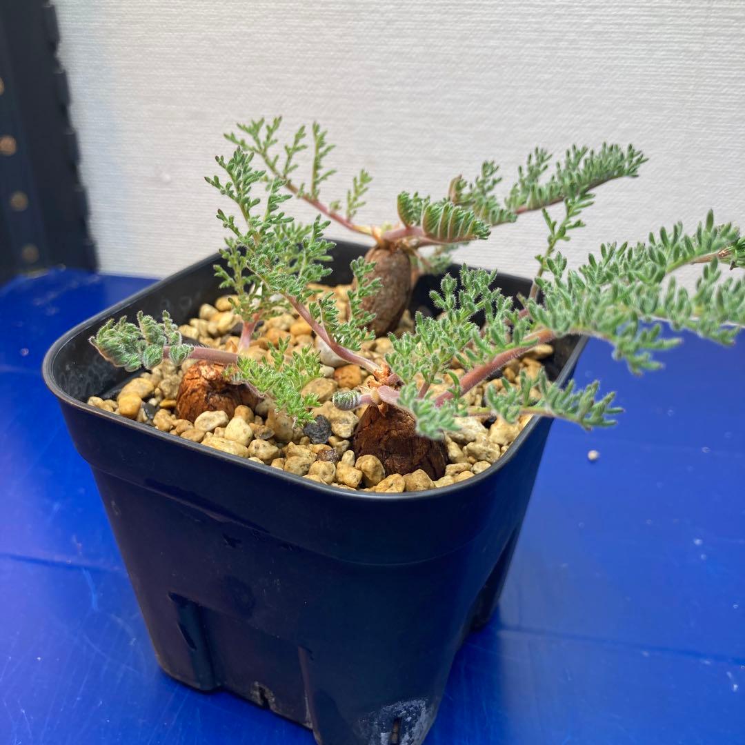 ペラルゴニウム　トリステ