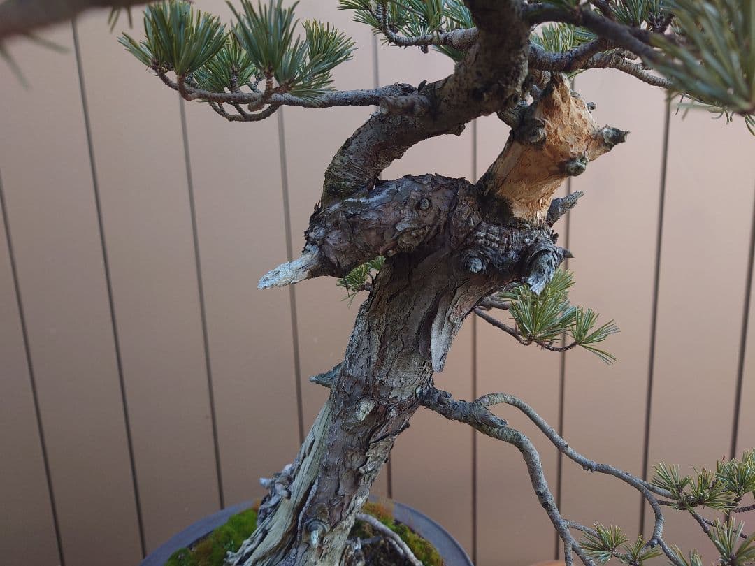 盆栽　松国宝　五葉松　樹高48cm