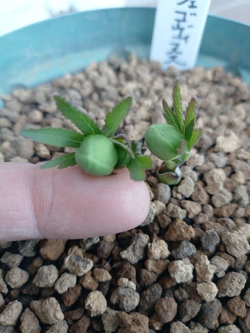 K*5様 原種クリスマスローズ　ムルチフィダス•ヘルツェゴヴィヌス　６号スリット