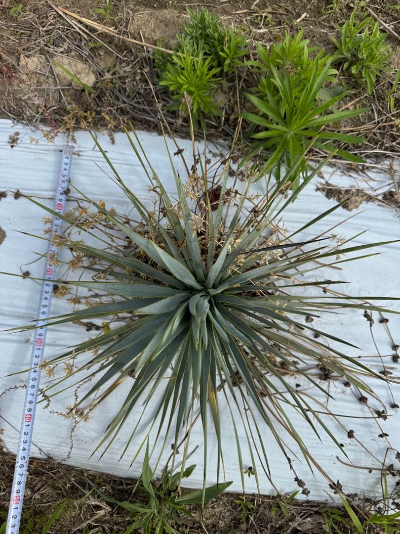 suikaユッカロストラータ　実生株8株　抜き苗発送