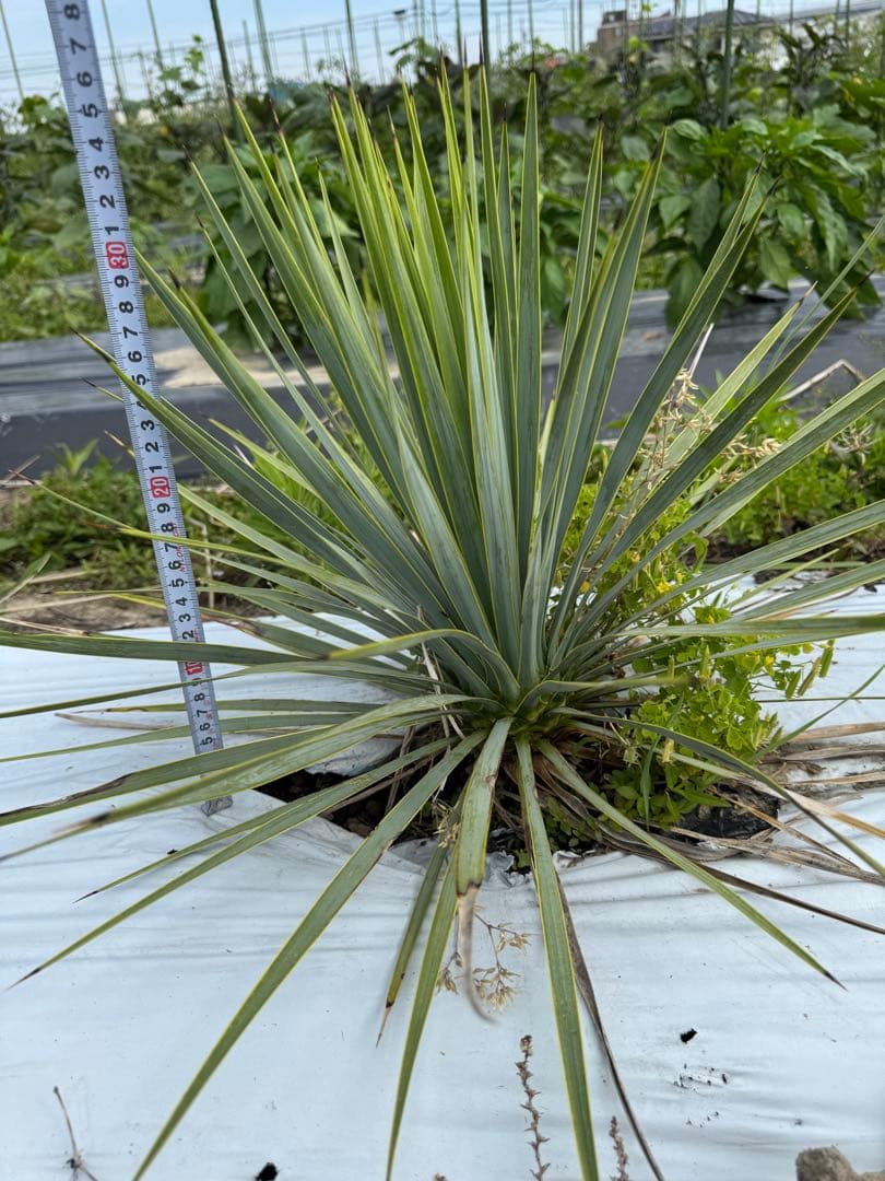 suikaユッカロストラータ　実生株8株　抜き苗発送