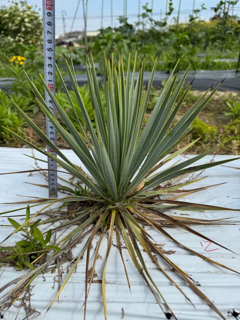 suikaユッカロストラータ　実生株8株　抜き苗発送