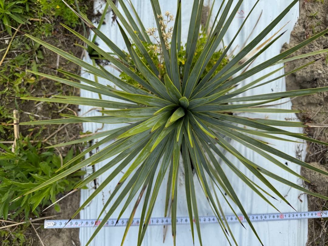 suikaユッカロストラータ　実生株8株　抜き苗発送