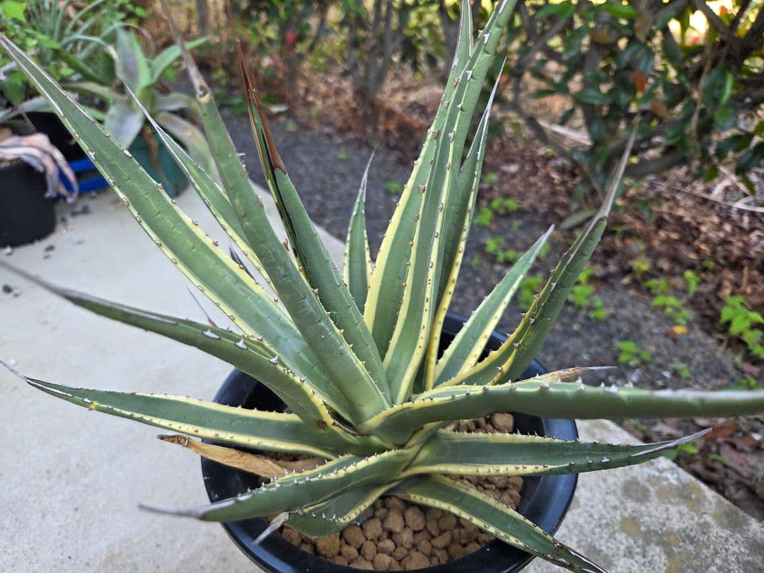 アガベ　ユタエンシス　カイバベンシス錦　斑入り