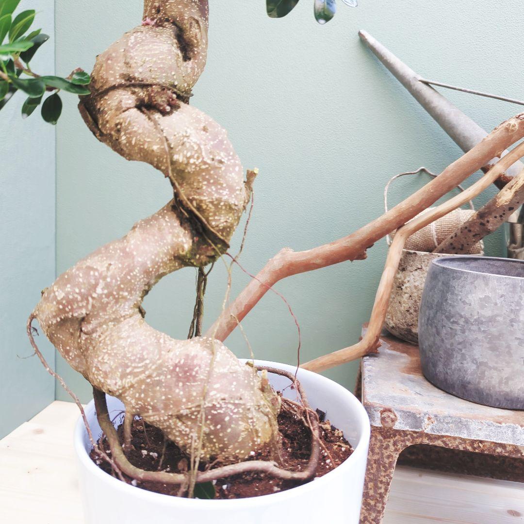 earth 人気！曲がりガジュマル 縁起物 ８号 昇り龍 曲線 太幹