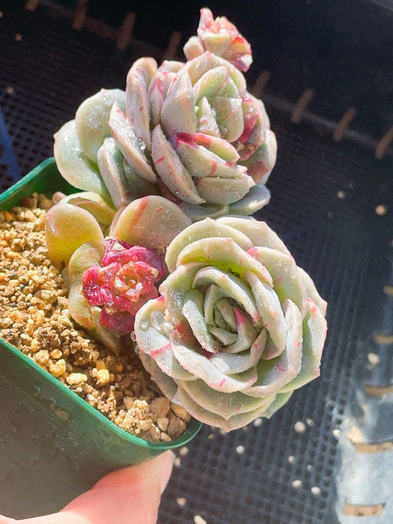 ラブリーローズ錦　赤斑　　エケベリア 超美斑　多肉植物　四頭とも美斑入り　20