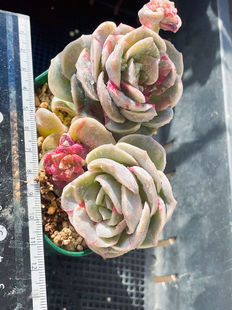 ラブリーローズ錦　赤斑　　エケベリア 超美斑　多肉植物　四頭とも美斑入り　20