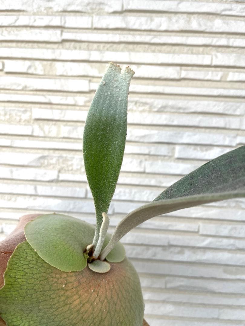 ビカクシダ P. Celso tatsuta OC