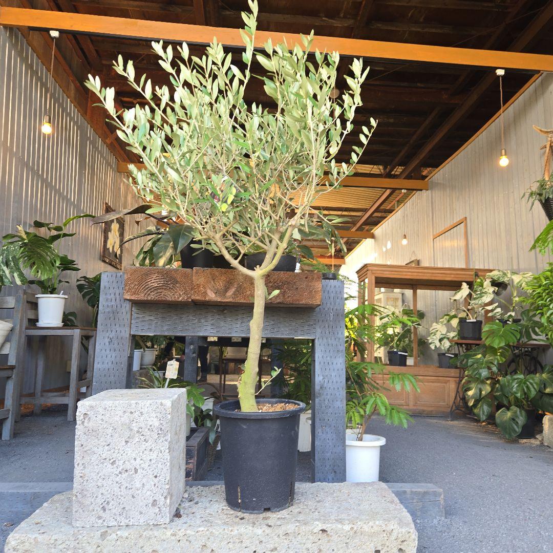 nekoちゃんオリーブの木　souju 「ミッション」８号　特大苗木最高