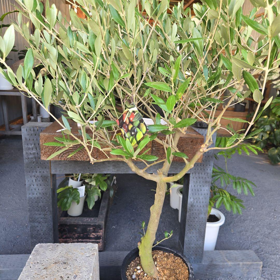 nekoちゃんオリーブの木　souju 「ミッション」８号　特大苗木最高