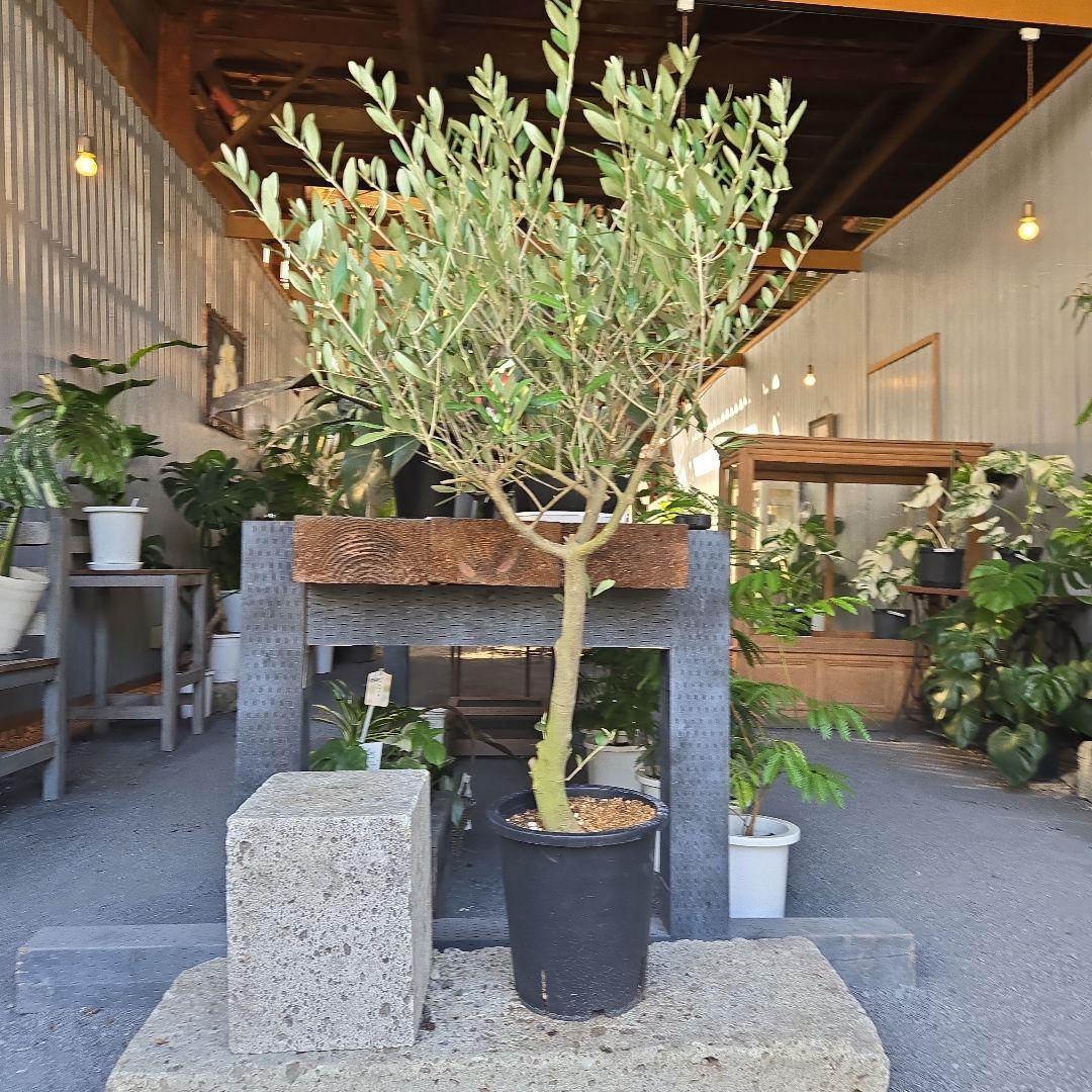 nekoちゃんオリーブの木　souju 「ミッション」８号　特大苗木最高