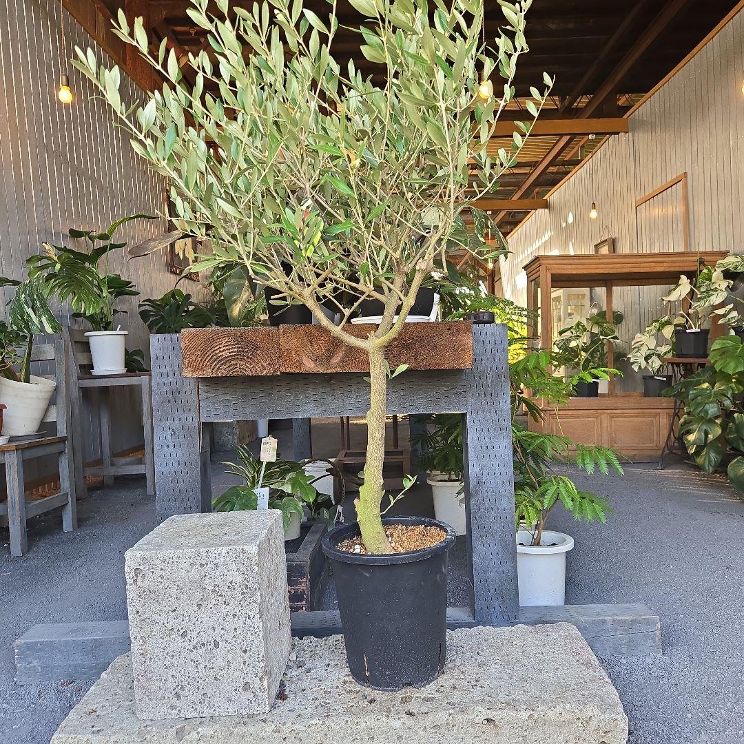 nekoちゃんオリーブの木　souju 「ミッション」８号　特大苗木最高