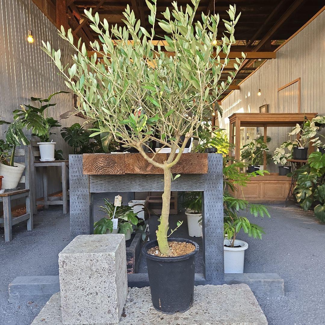 nekoちゃんオリーブの木　souju 「ミッション」８号　特大苗木最高