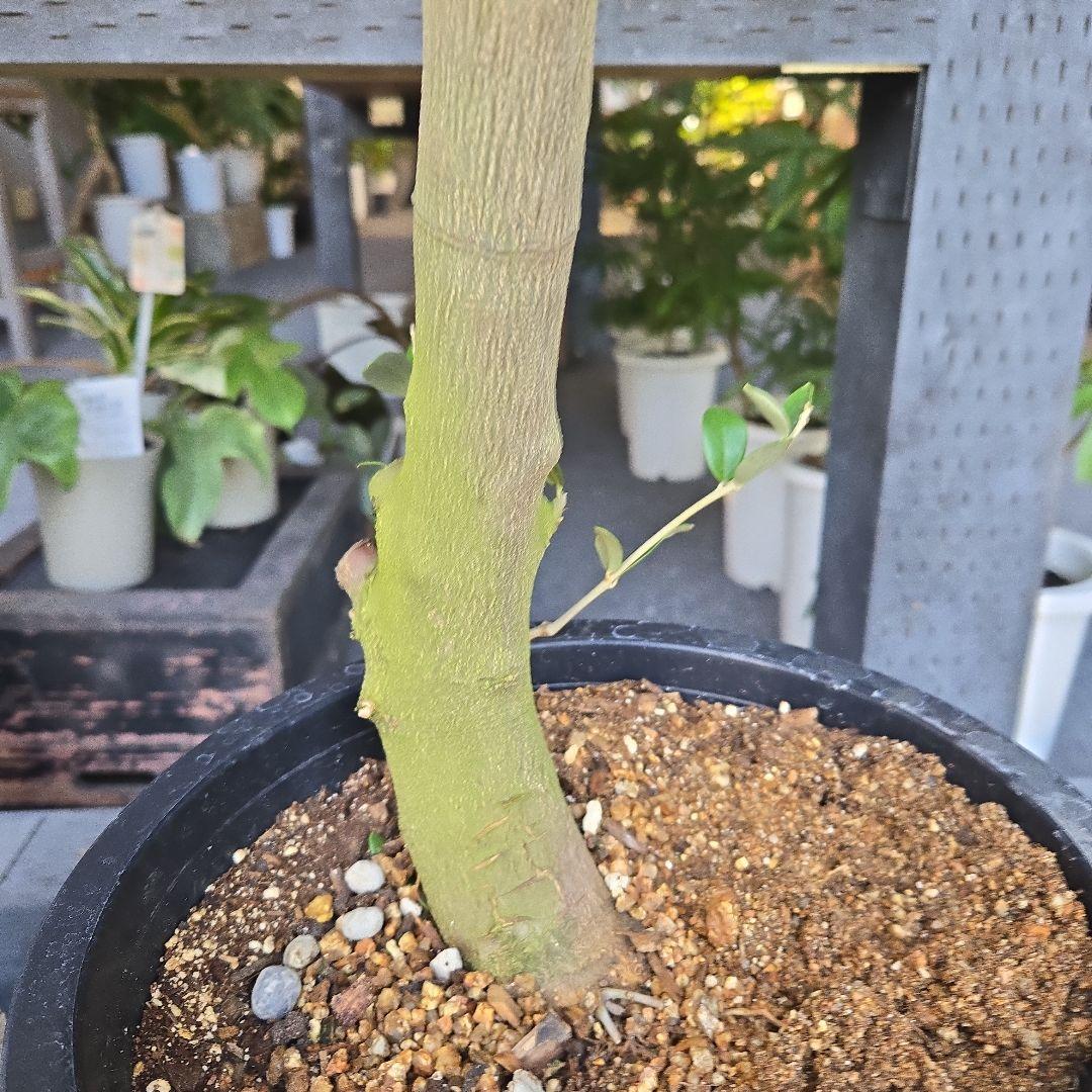 nekoちゃんオリーブの木　souju 「ミッション」８号　特大苗木最高