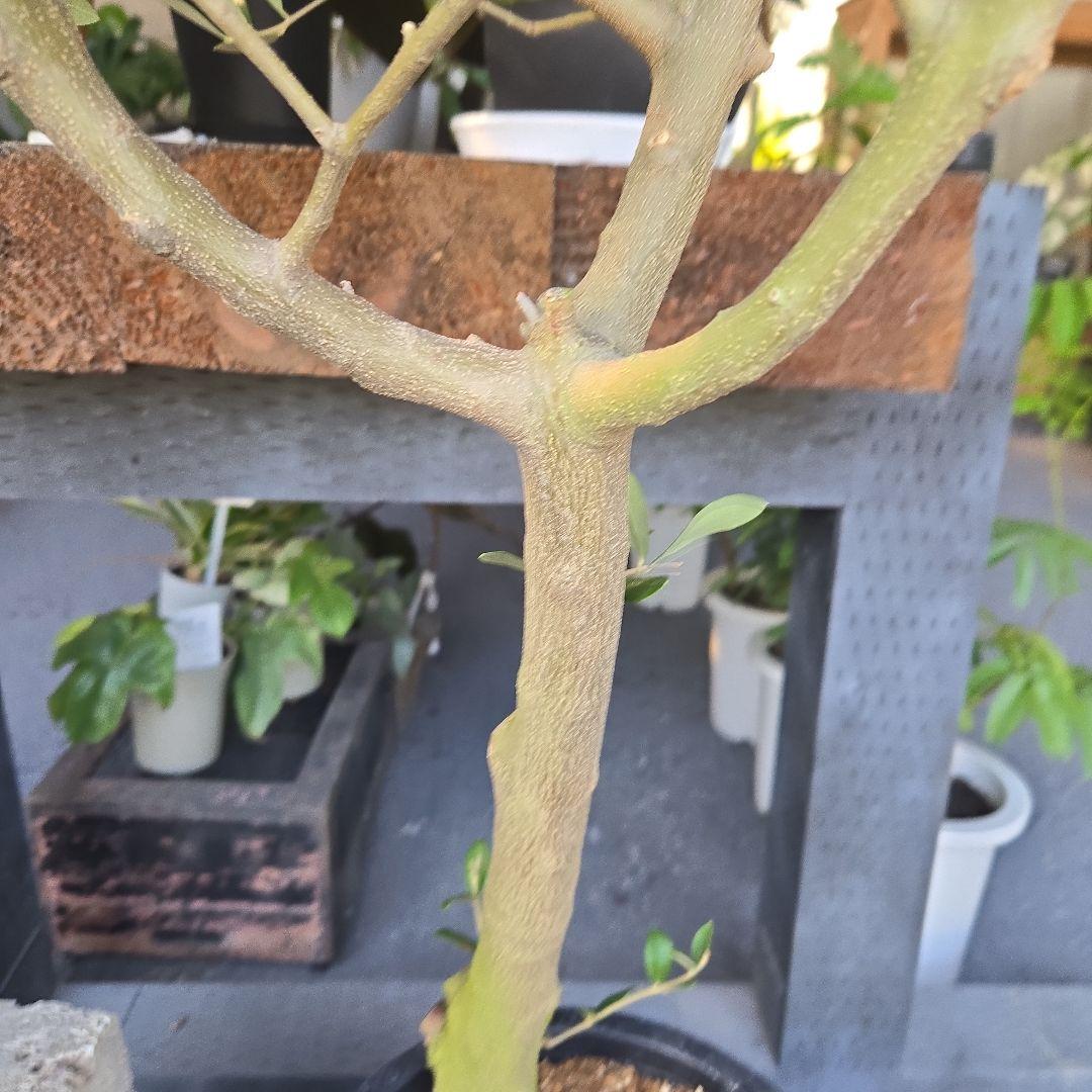 nekoちゃんオリーブの木　souju 「ミッション」８号　特大苗木最高