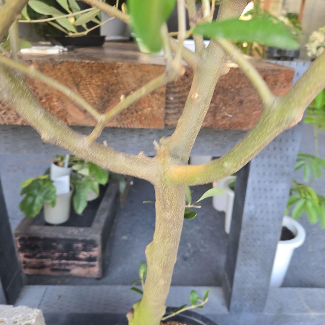 nekoちゃんオリーブの木　souju 「ミッション」８号　特大苗木最高