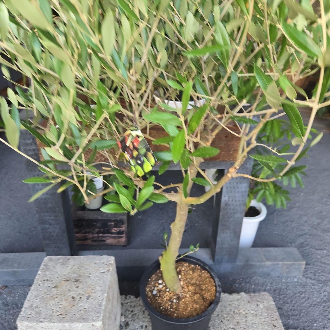 nekoちゃんオリーブの木　souju 「ミッション」８号　特大苗木最高