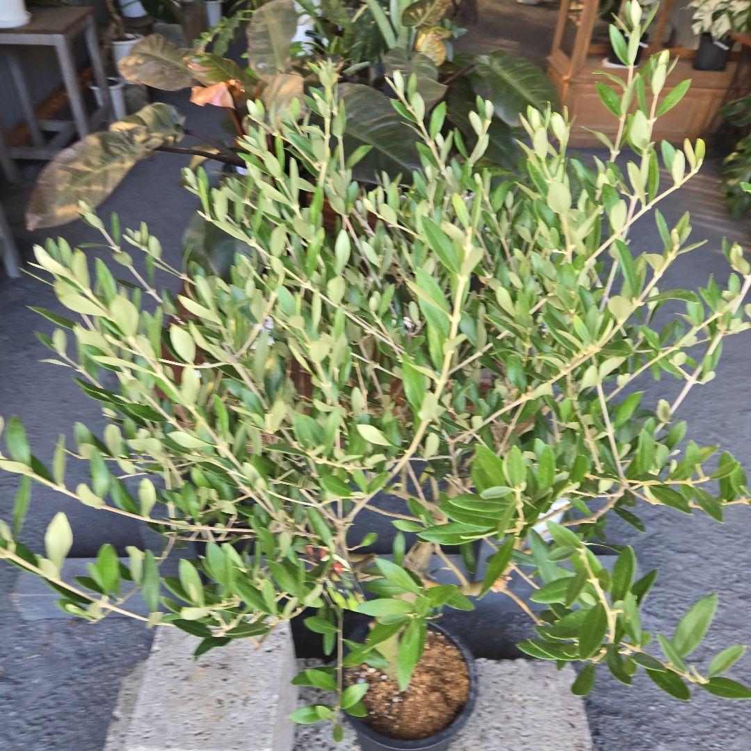 nekoちゃんオリーブの木　souju 「ミッション」８号　特大苗木最高