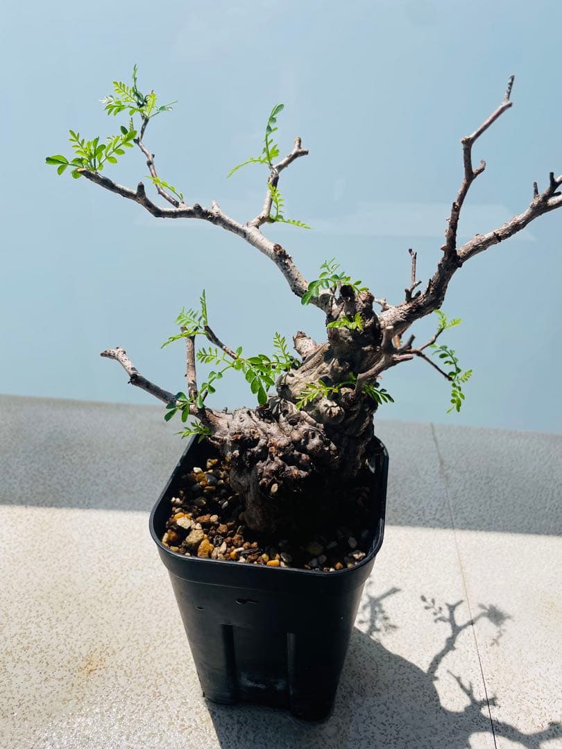 【発根済み限定3株】オペルクリカリア・パキプス②