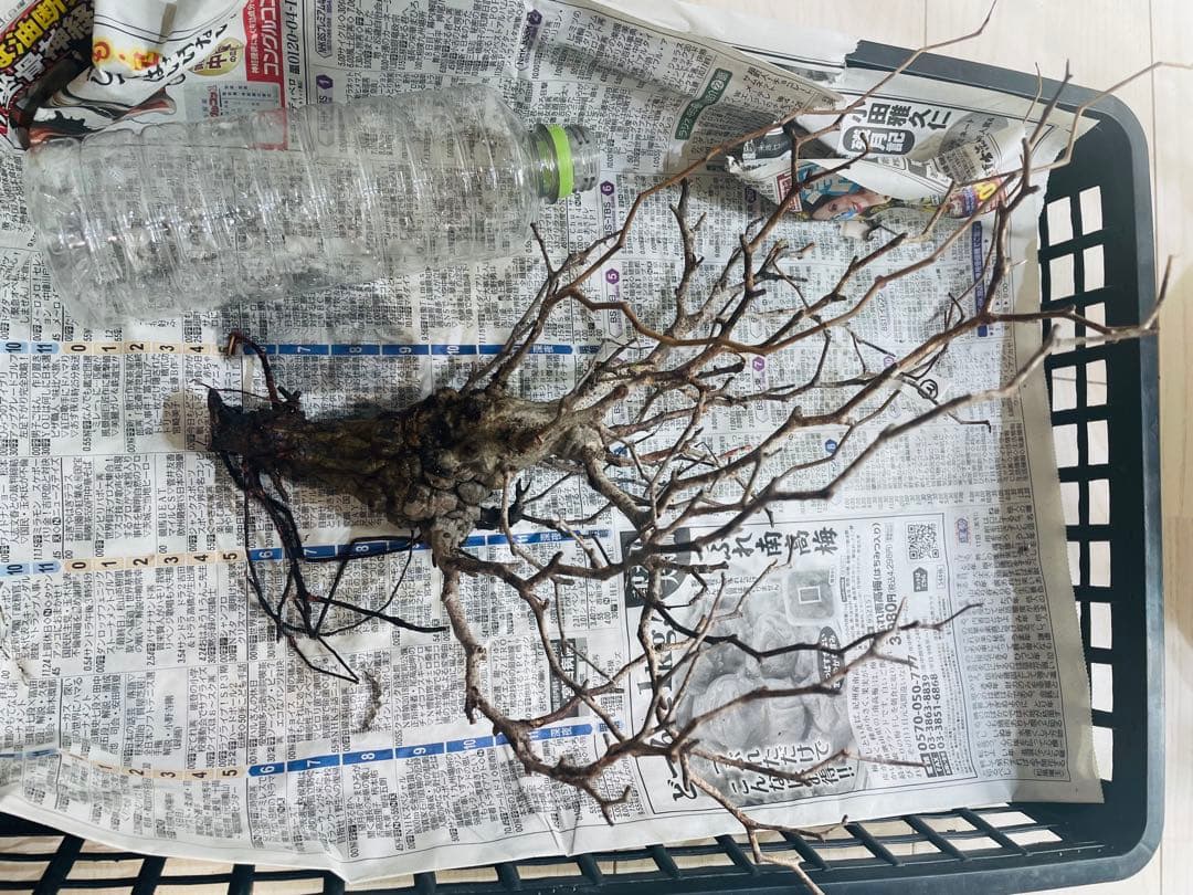 【発根済み限定3株】オペルクリカリア・パキプス②