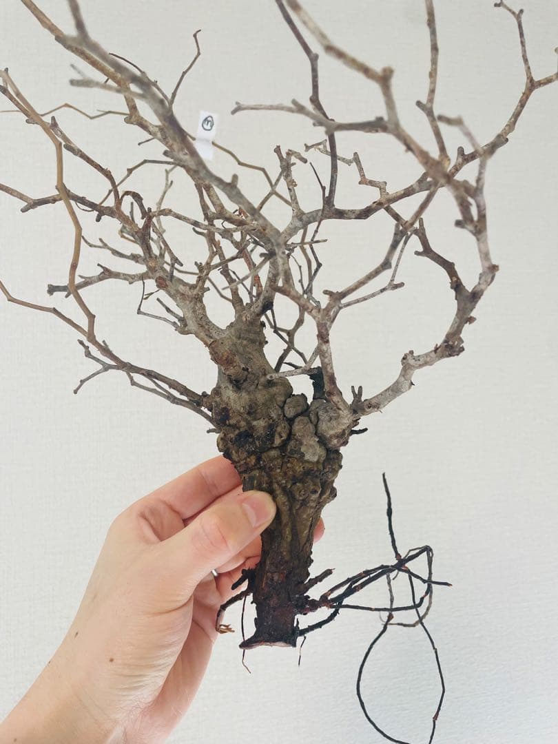 【発根済み限定3株】オペルクリカリア・パキプス②