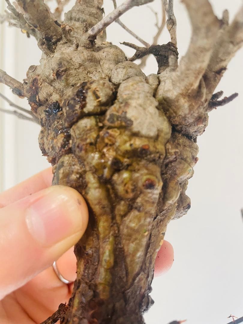 【発根済み限定3株】オペルクリカリア・パキプス②