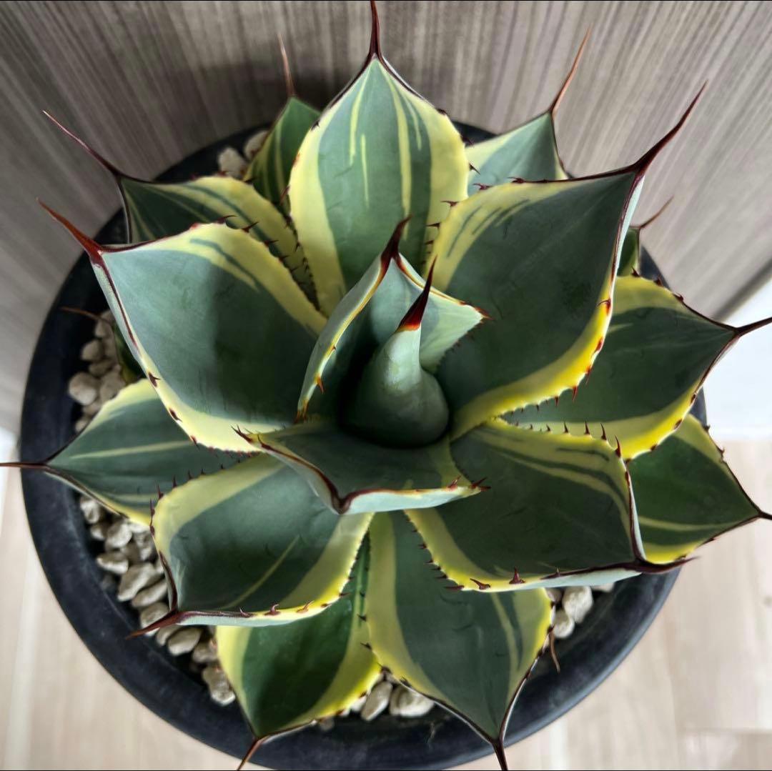 パリートランカータ　オリザバ子株