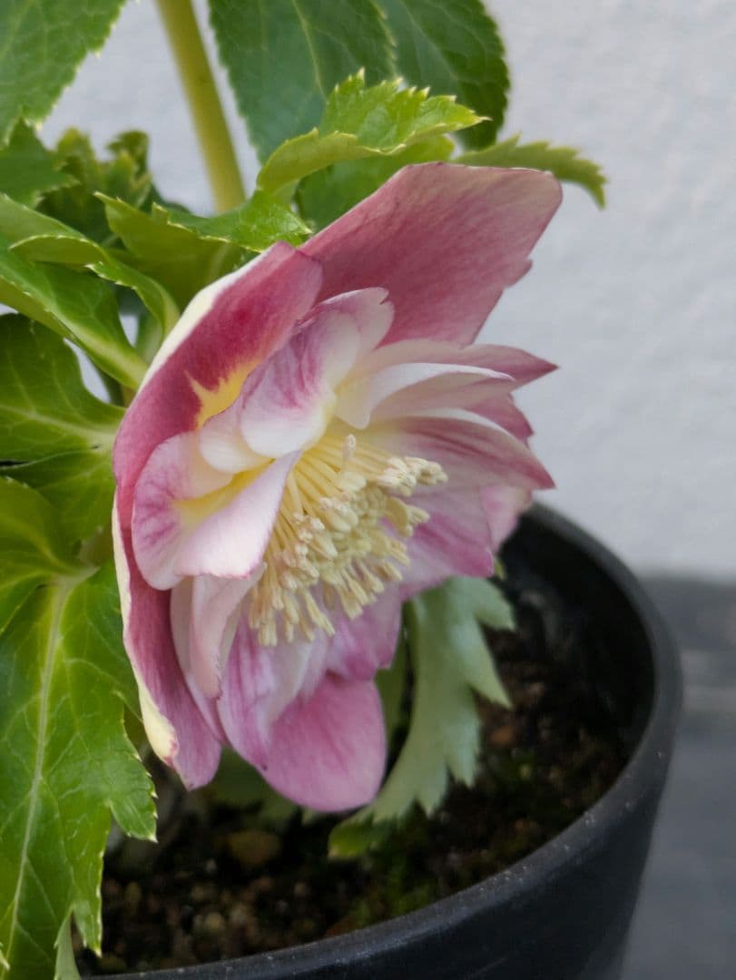 広瀬園芸 クリスマスローズ オーレア系ピンクグラデーションdd※訳あり