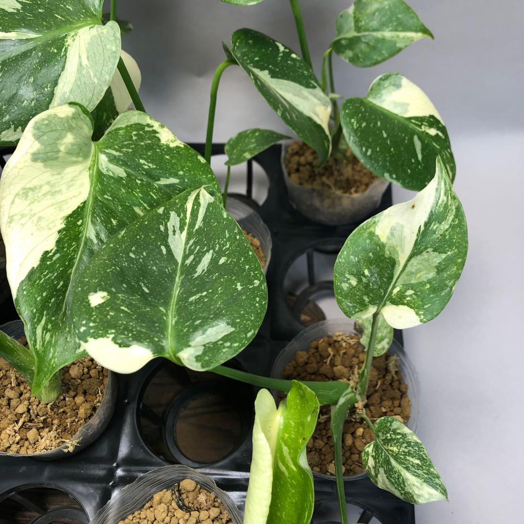 10株セット【特別選抜】モンステラ・タイコンステレーション 斑入り