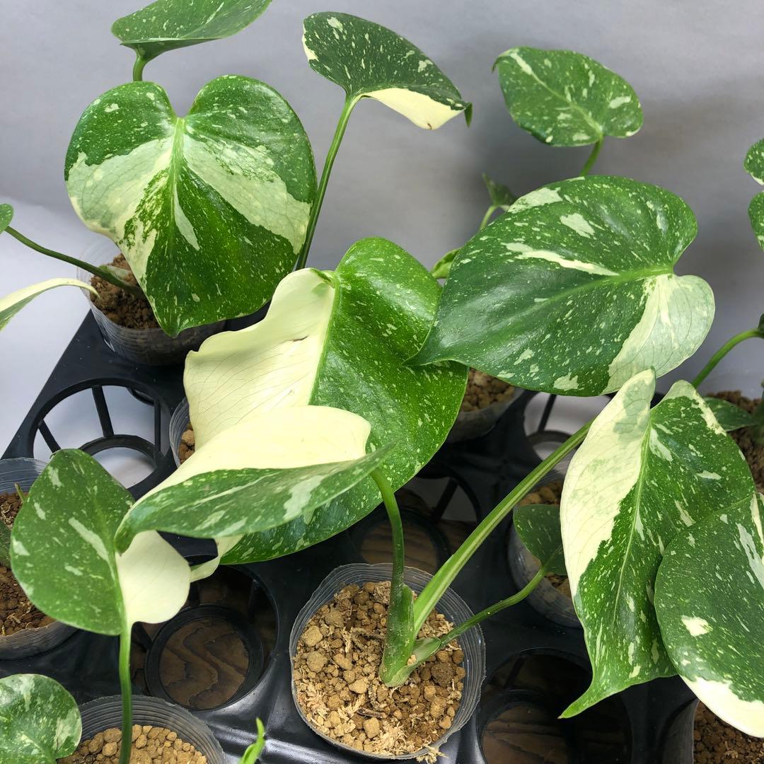 10株セット【特別選抜】モンステラ・タイコンステレーション 斑入り