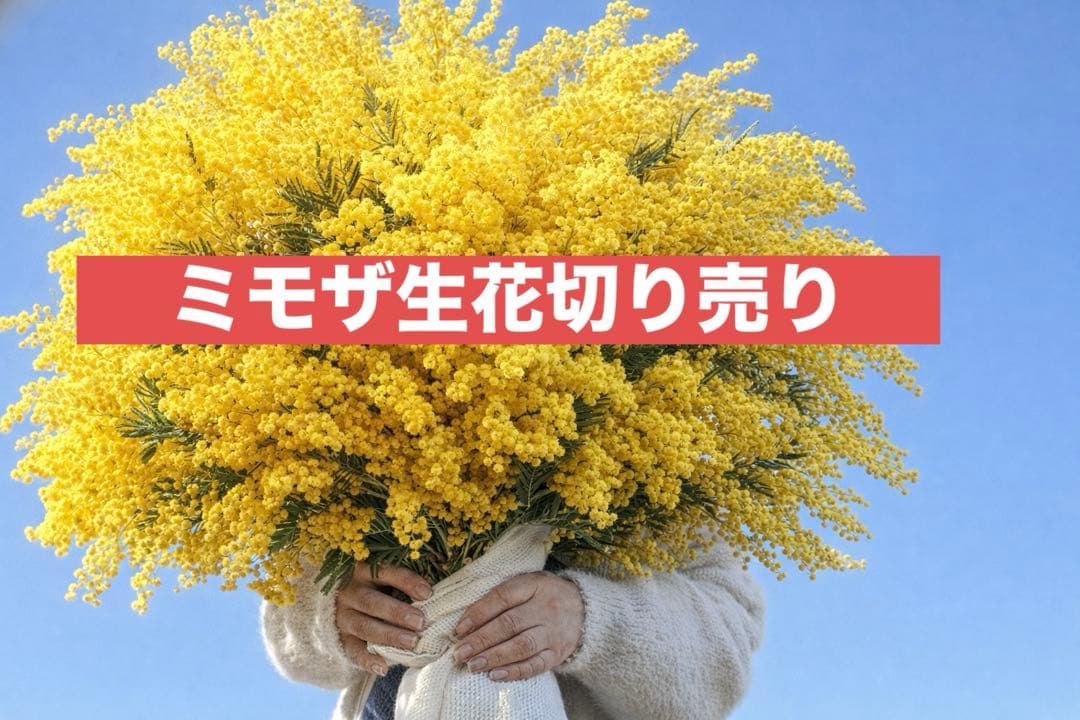 ミモザ生花切り売り販売1/17（土）小分け　ミランドール