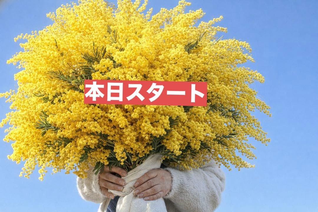 ミモザ生花切り売り販売1/17（土）小分け　ミランドール