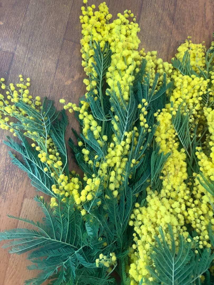 ミモザ生花切り売り販売1/17（土）小分け　ミランドール