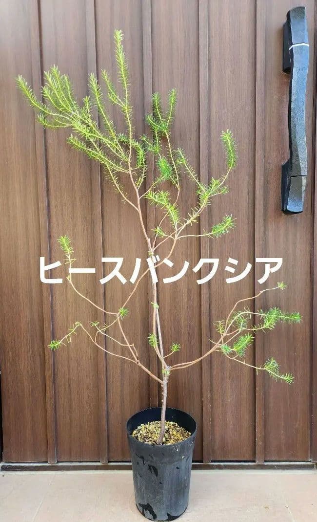 ヒースバンクシア　エリシフォリア　鉢植え　苗　オージープランツ　ドライガーデン