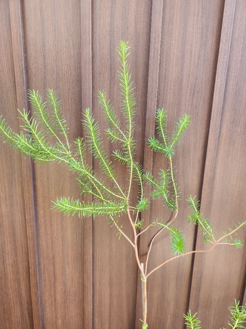 ヒースバンクシア　エリシフォリア　鉢植え　苗　オージープランツ　ドライガーデン