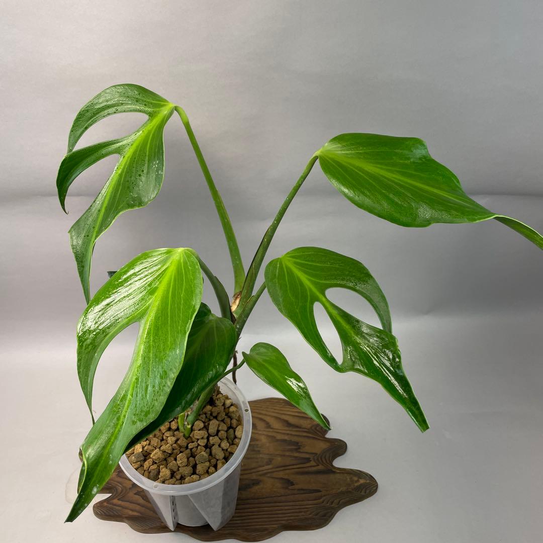 た*ま様 モンステラ バールマルクスフレーム lsw644