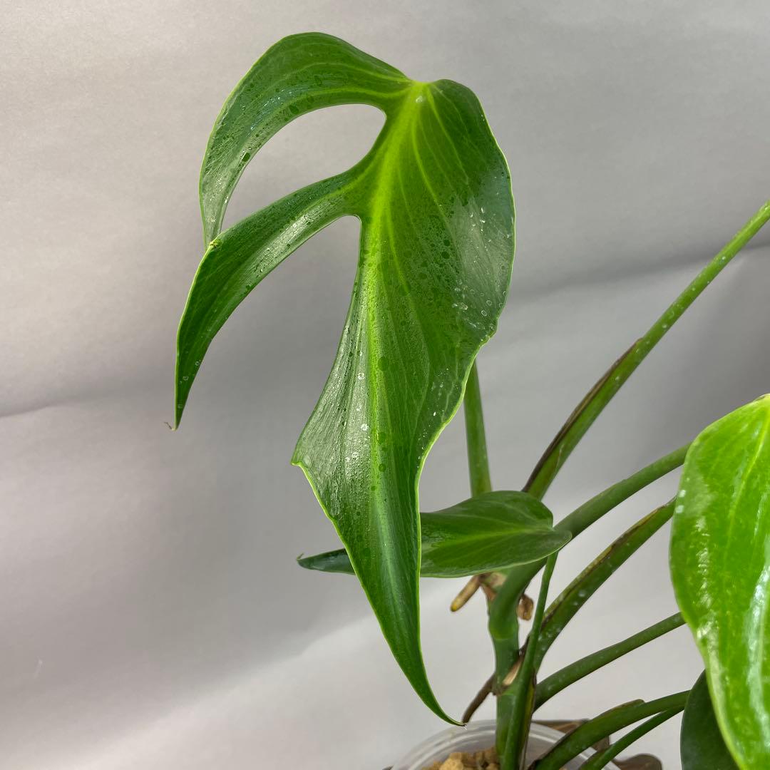 た*ま様 モンステラ バールマルクスフレーム lsw644