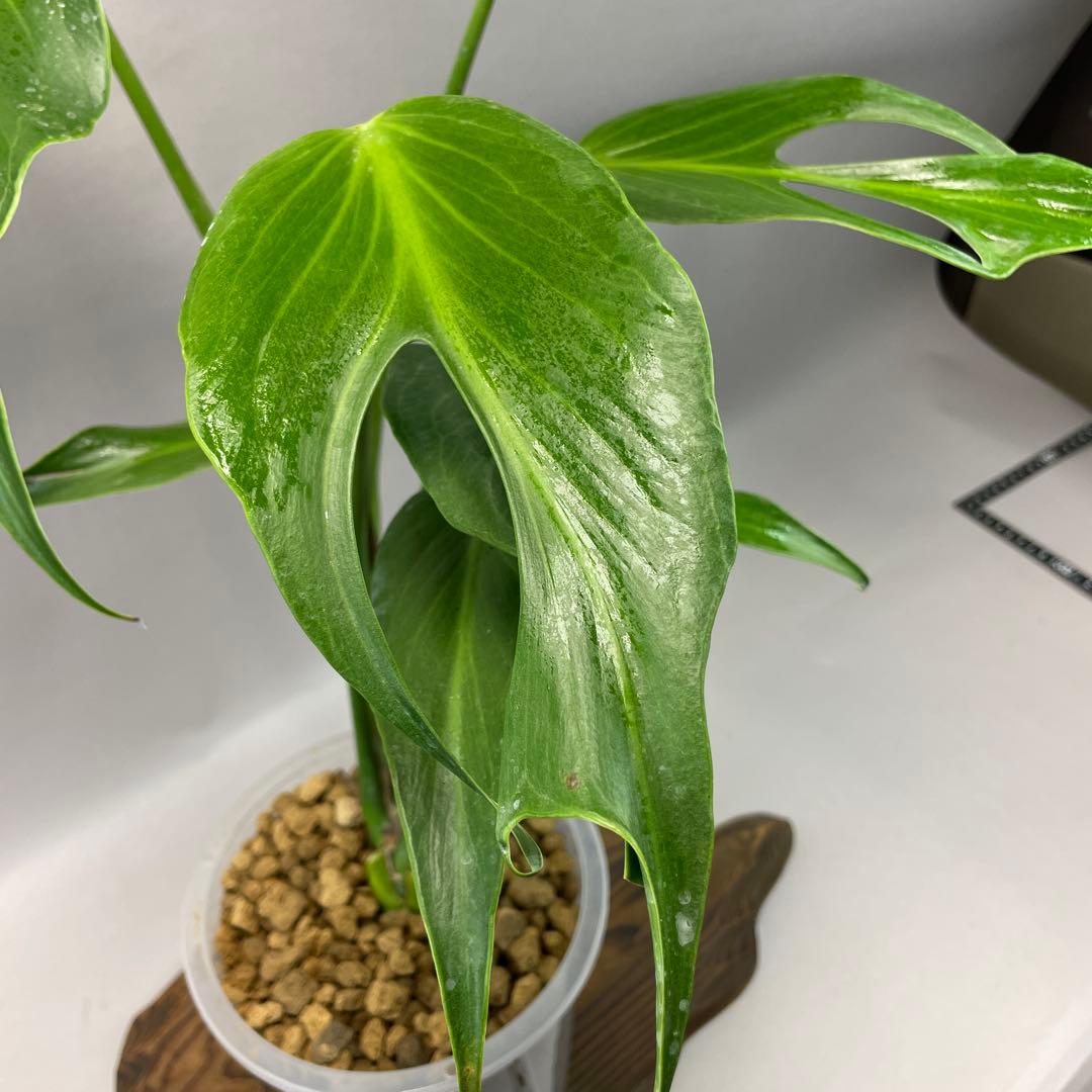 た*ま様 モンステラ バールマルクスフレーム lsw644