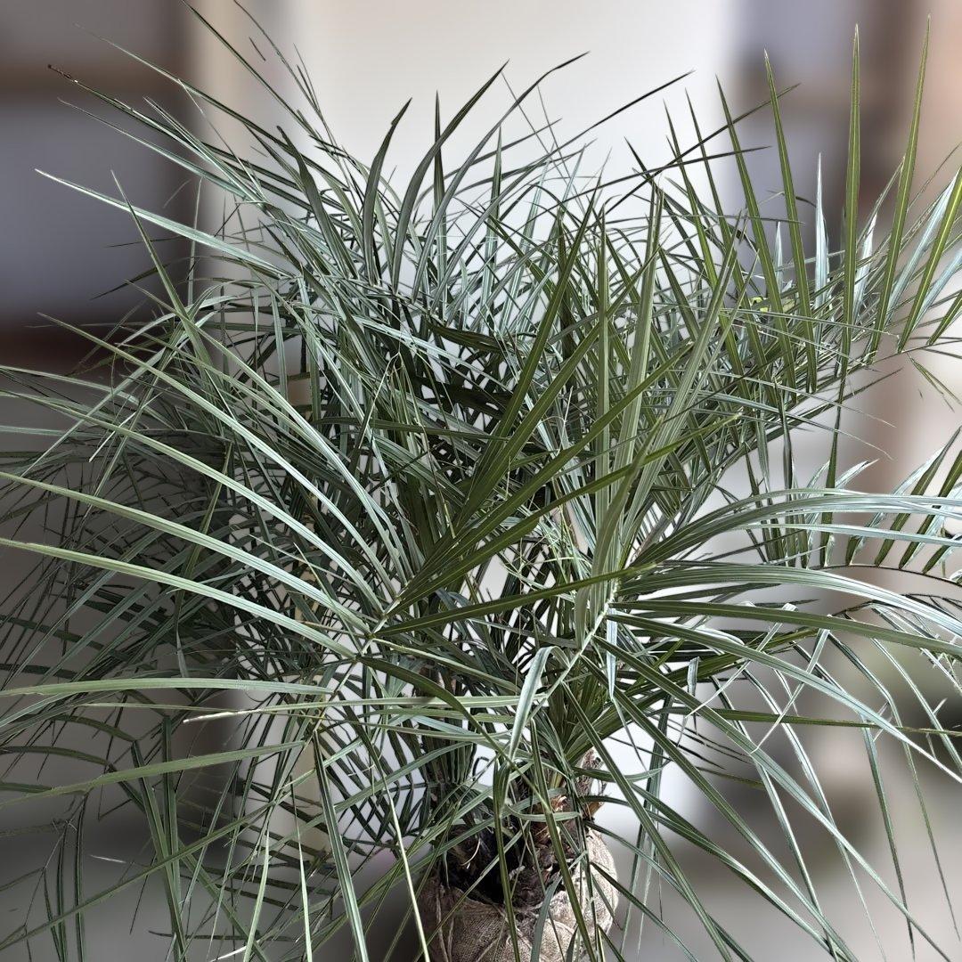 ココスヤシシルバーリーフ　三つ子株11